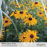 Black-Eyed Susan Seeds