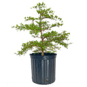 Black Olive Tree