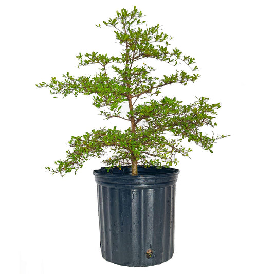 Black Olive Tree