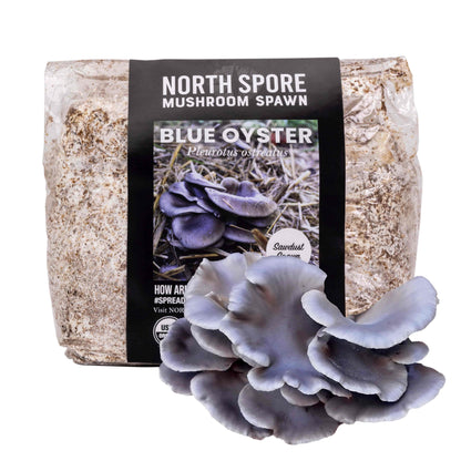 Organic Blue Oyster Mushroom Sawdust Spawn