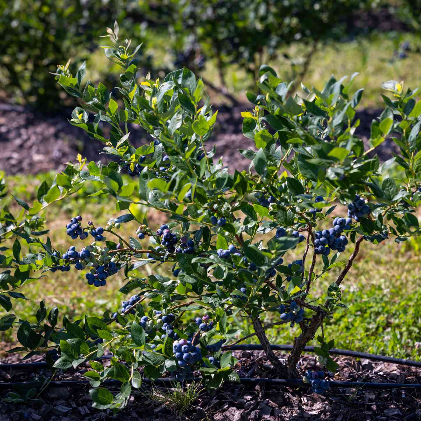 indoor blueberry plant Bluecrop Blueberry – Epic Gardening