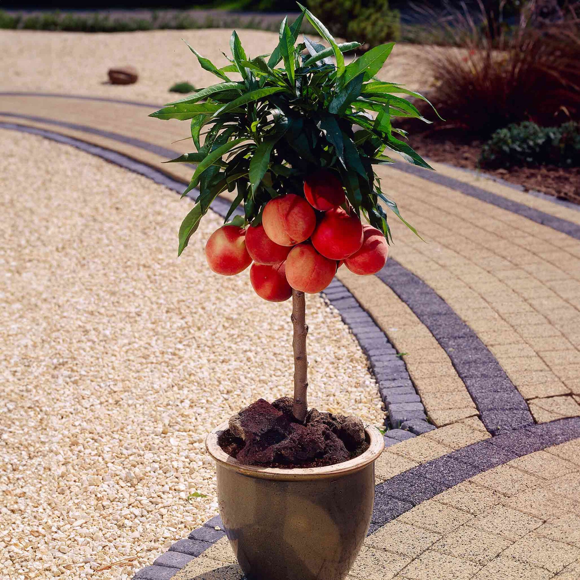 bonsai patio peach tree Bonanza Patio Peach – Epic Gardening