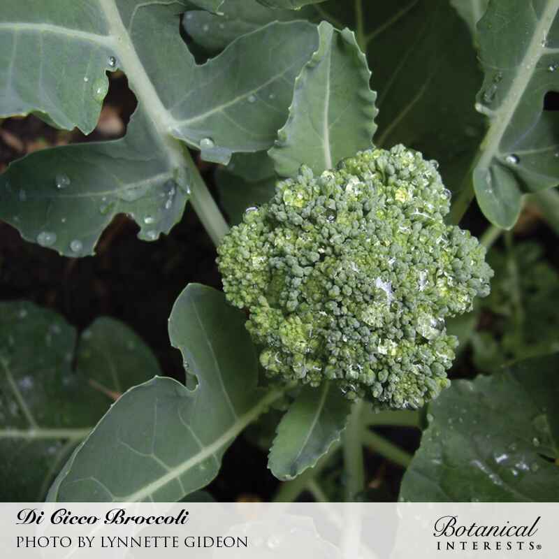 Di Cicco Broccoli Seeds