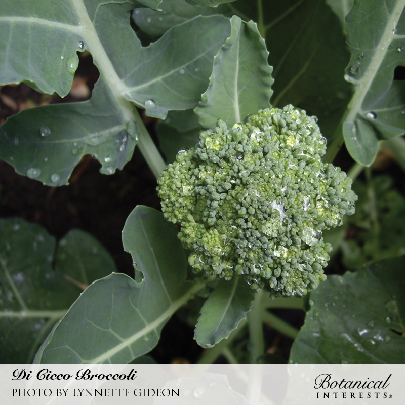 Di Cicco Broccoli Seeds, Heirloom