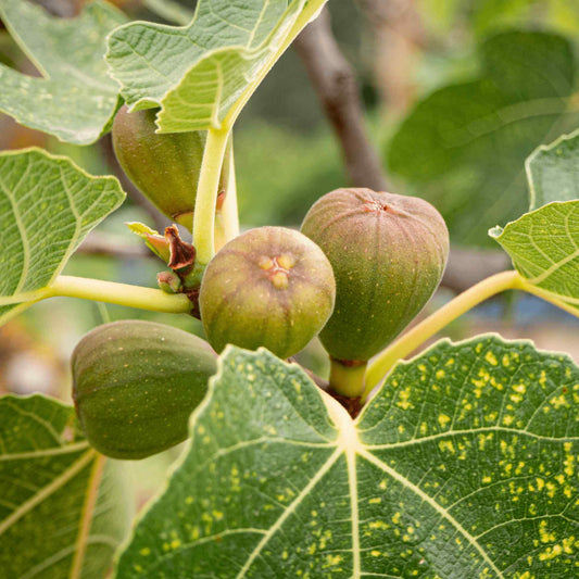 Brown Turkey Fig