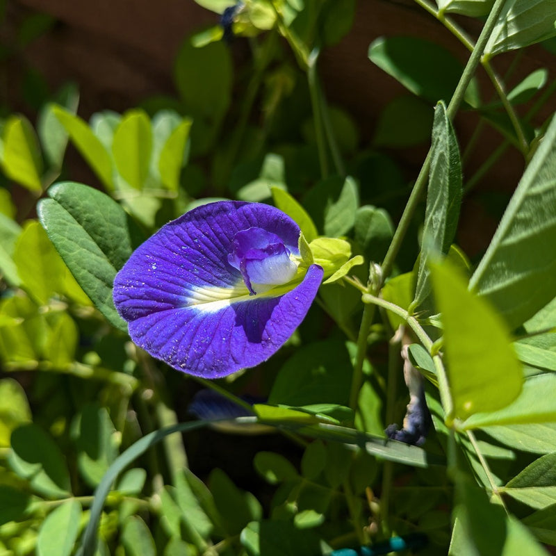 where to buy butterfly pea flower seeds Blue Tea Butterfly Pea Seeds