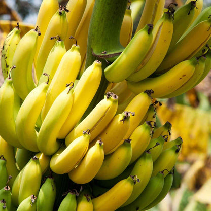 Dwarf Cavendish Banana Tree