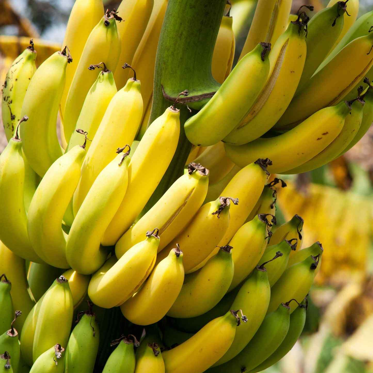tropical plants banana palm Dwarf Cavendish Banana Tree – Epic Gardening