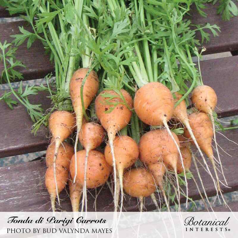 Tonda di Parigi Carrot Seeds