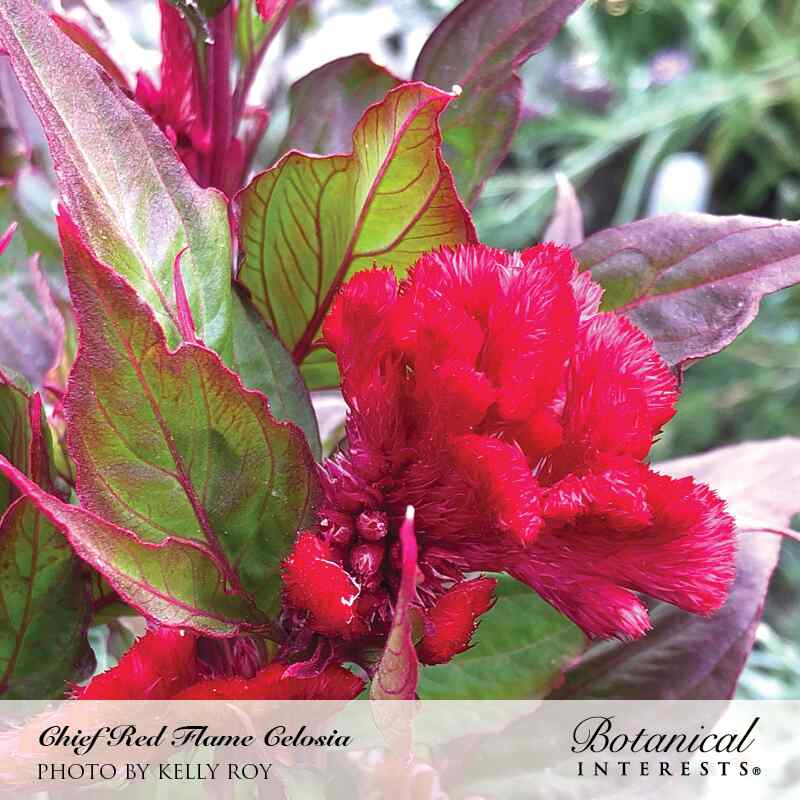 Chief Red Flame Celosia Seeds