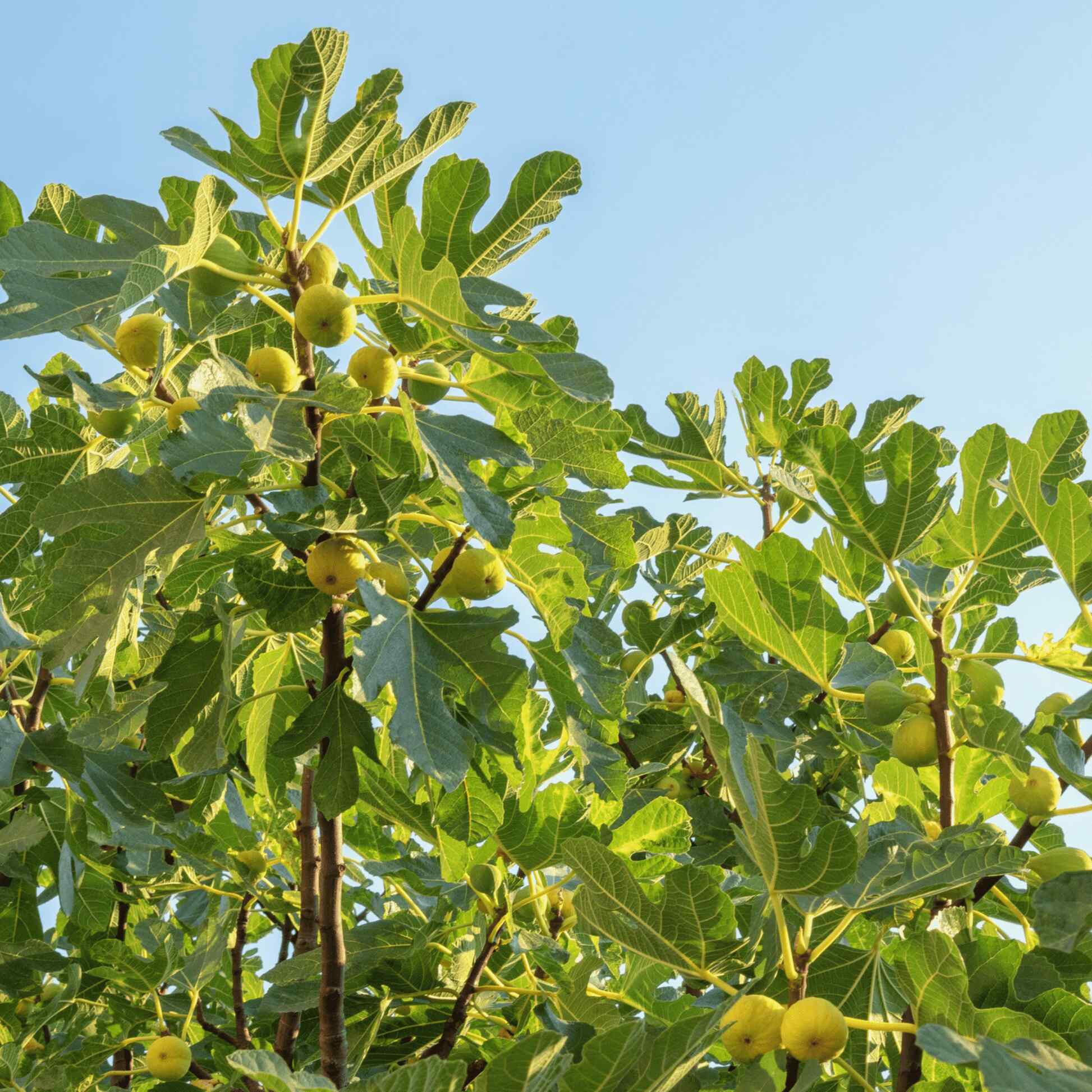 fiddle leaf fig tree chicago Chicago Hardy Fig Tree - 3 Gallon / Single