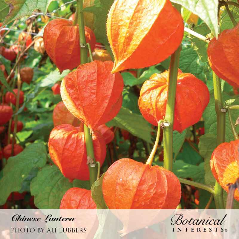 Chinese Lantern Seeds