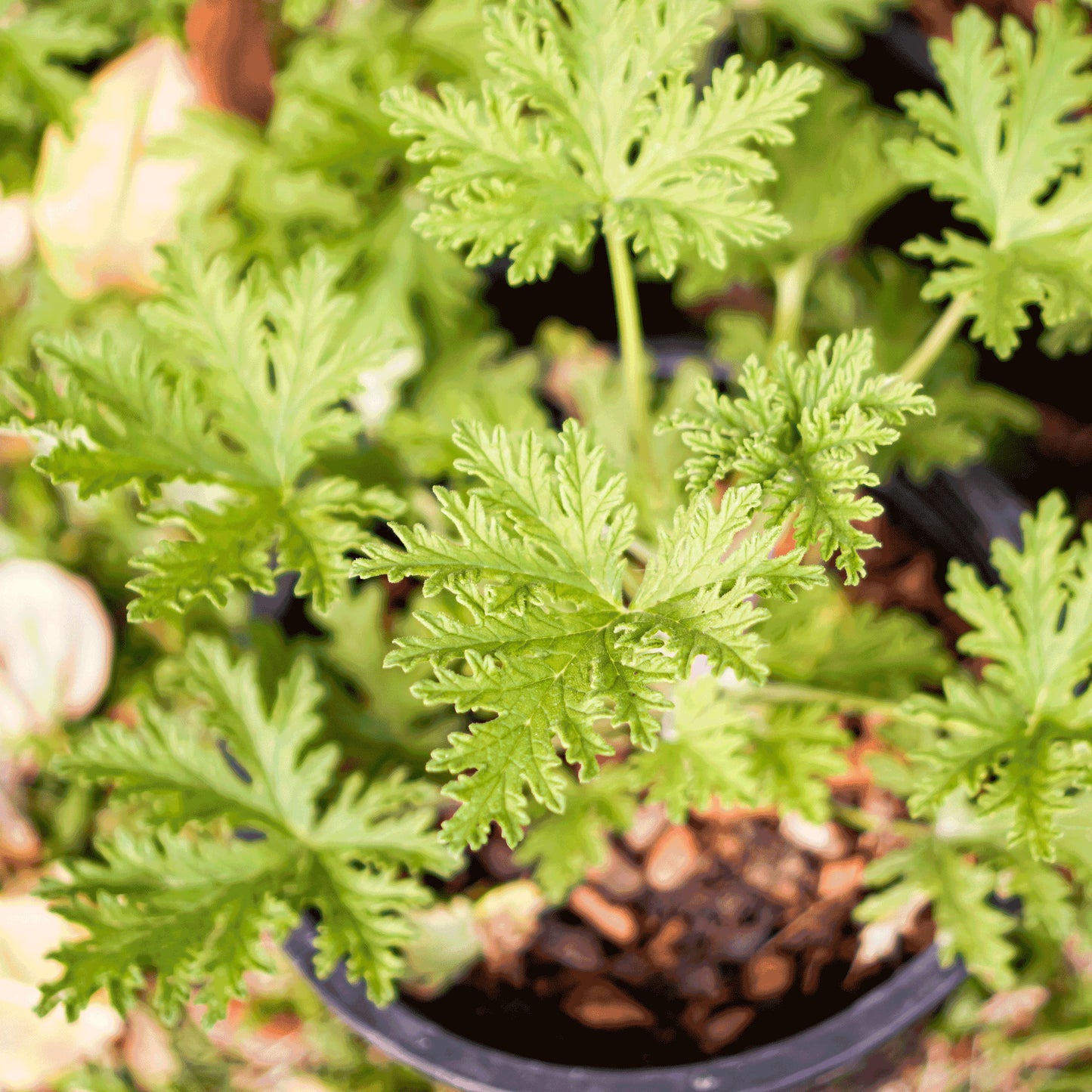 citronella plant in pot Citronella Bush – Epic Gardening