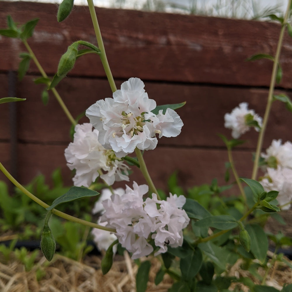 Rosy Cheek to Cheek Clarkia Seeds