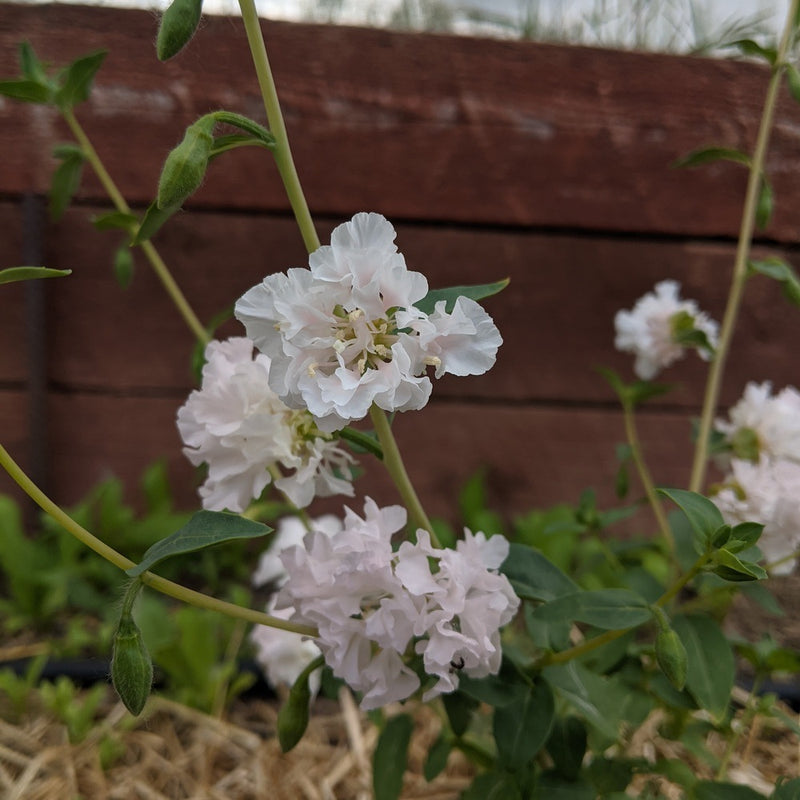 Rosy Cheek to Cheek Clarkia Seeds