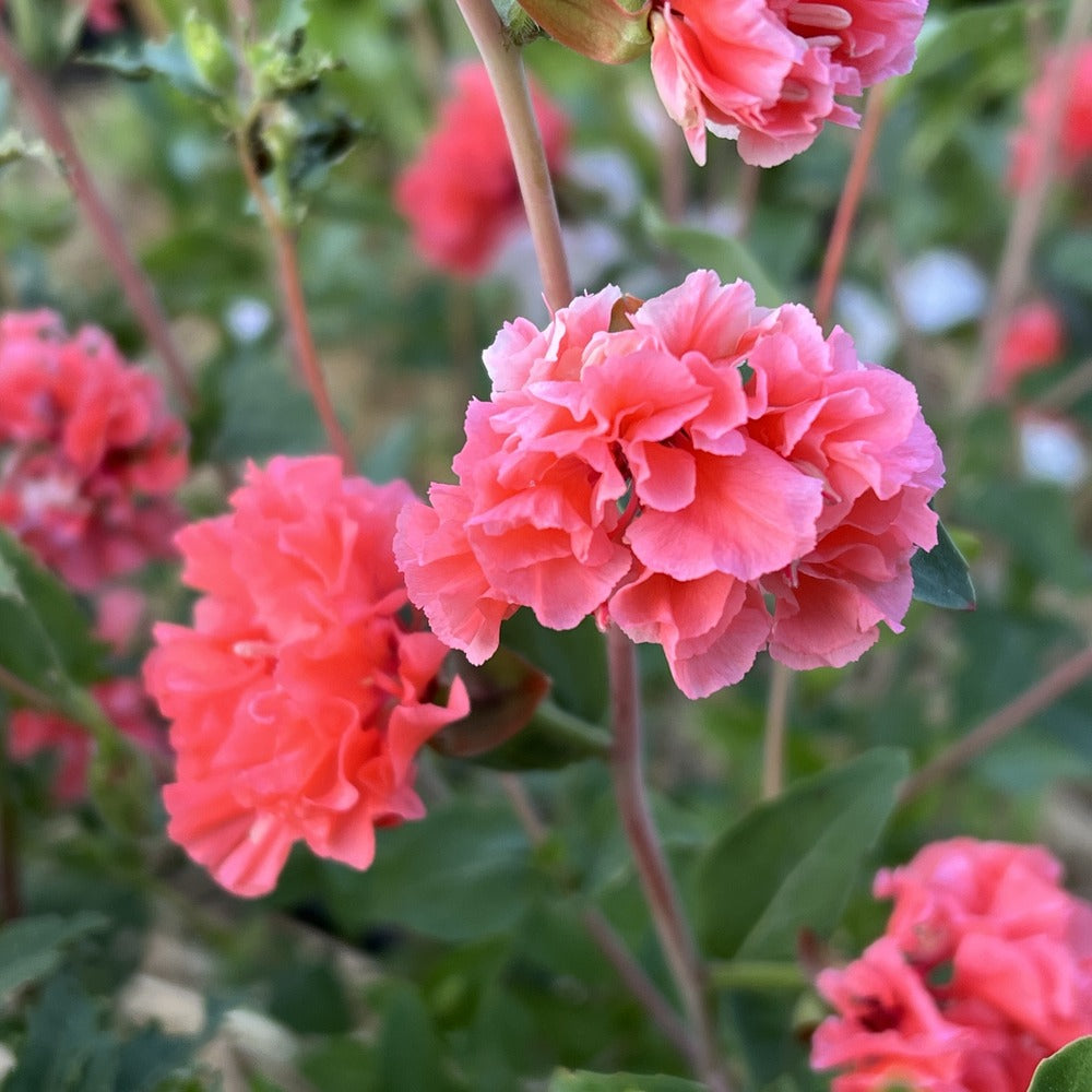 Rosy Cheek to Cheek Clarkia Seeds – Epic Gardening
