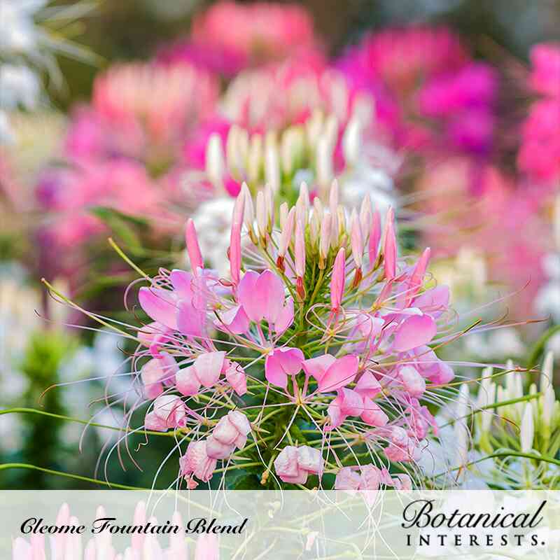 cleome spider flower plant Fountain Blend Cleome (Spider Flower) Seeds