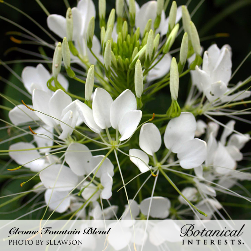 Fountain Blend Cleome (Spider Flower) Seeds Product Image