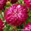 Cloudy Sky Dahlia Bulbs