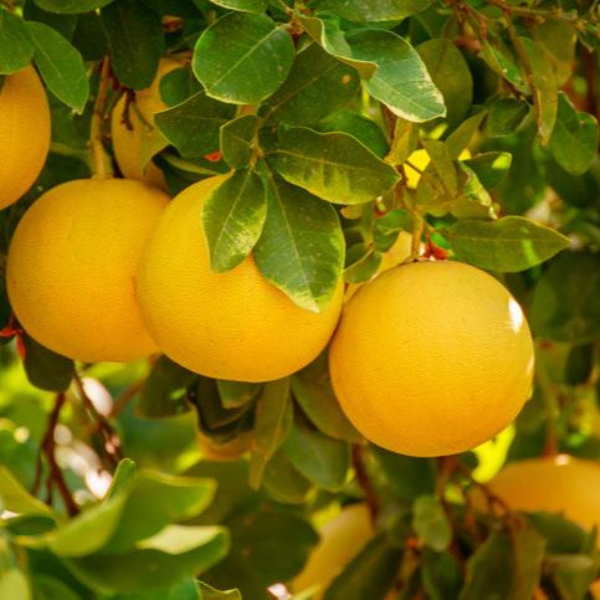 grapefruit bonsai tree Cocktail Semi-Dwarf Grapefruit Tree – Epic Gardening
