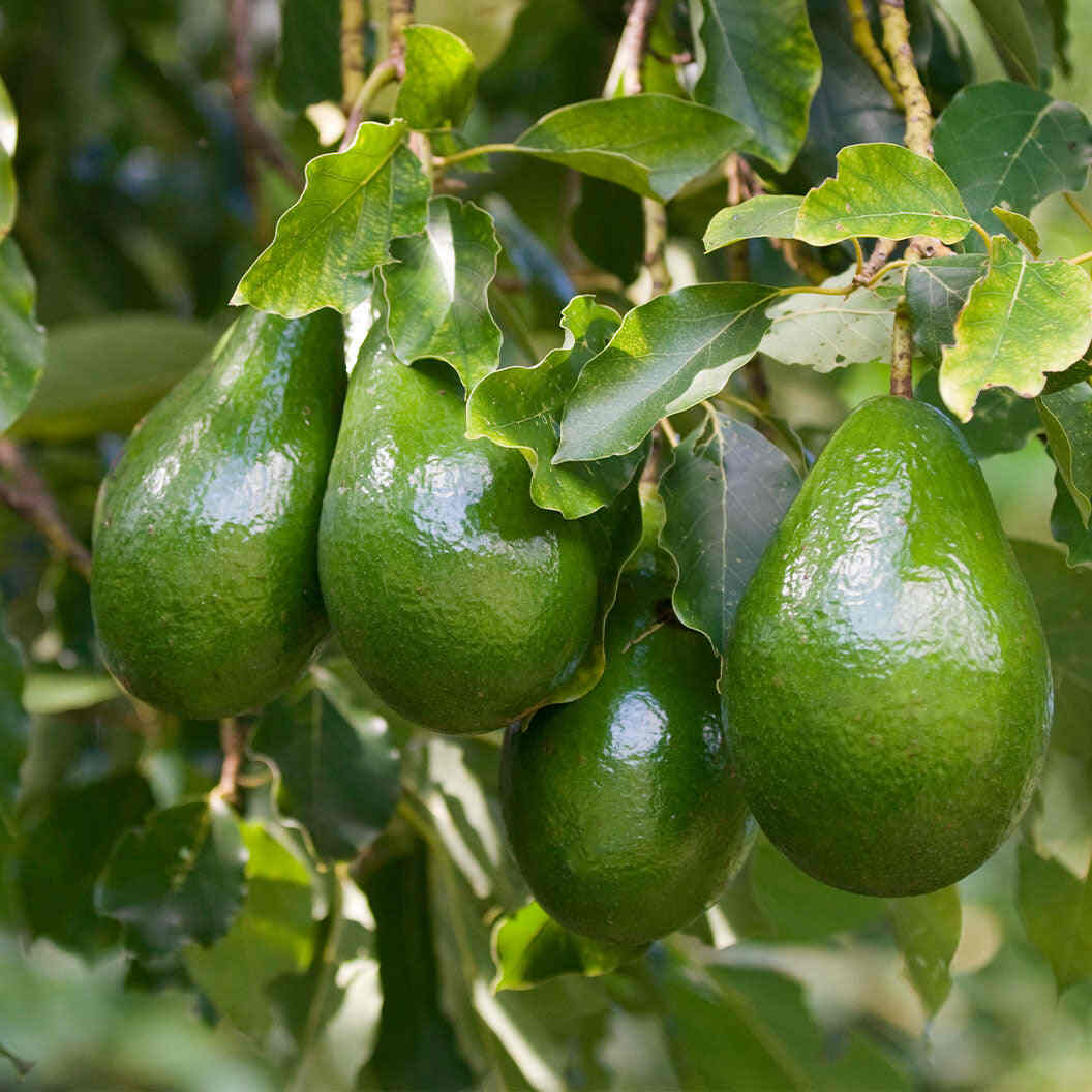 Cold Hardy Avocado Tree