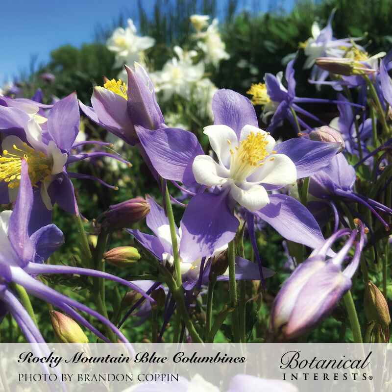 Rocky Mountain Blue Columbine Seeds