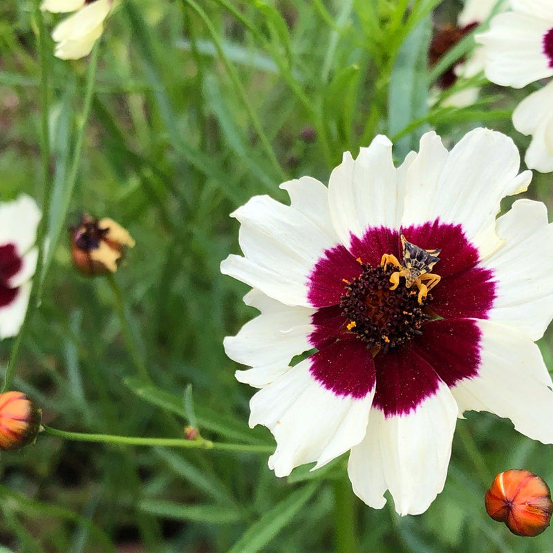 Incredible! Swirl Coreopsis Seeds