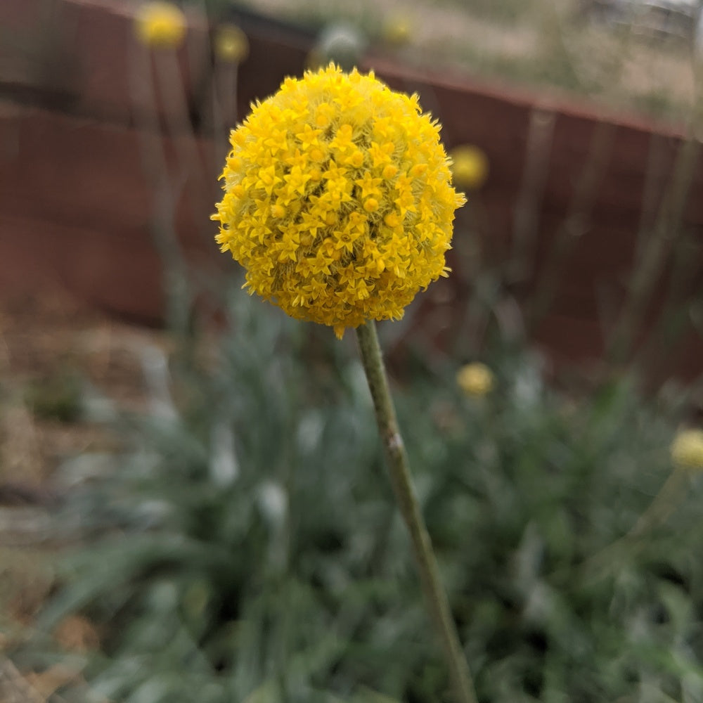 Drumstick Flower Craspedia Seeds