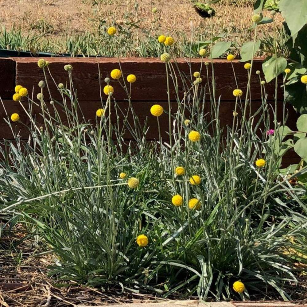 Drumstick Flower Craspedia Seeds