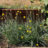 Drumstick Flower Craspedia Seeds