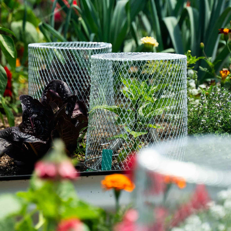 indoor plant protectors Critter Cage