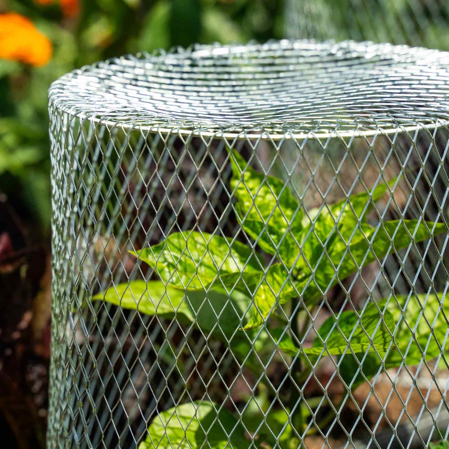 Flower Protector Critter Cage - Plant Protectors (10 pack) – Epic Gardening