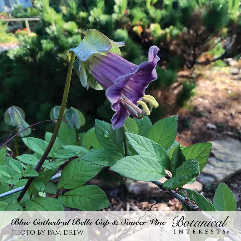 cup and saucer vine plant Blue Cathedral Bells Cup and Saucer Vine Seeds