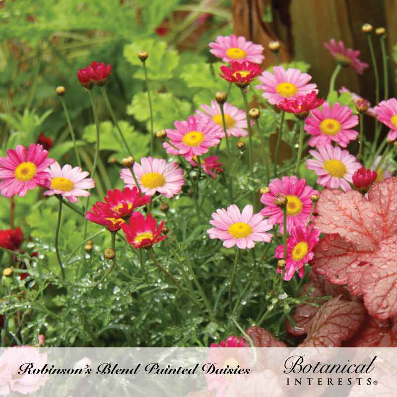 garden daisy seeds Robinson's Blend Painted Daisy Seeds