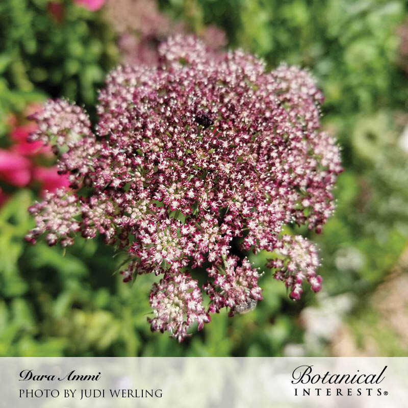 dara flower seeds Dara Ammi Seeds | Flower Seeds | Heirloom Flower Seeds | Botanical Interests