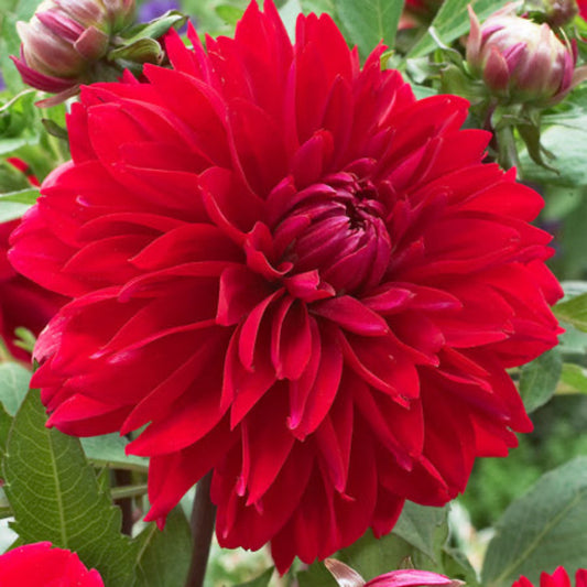 Deutschland Dahlia Bulbs