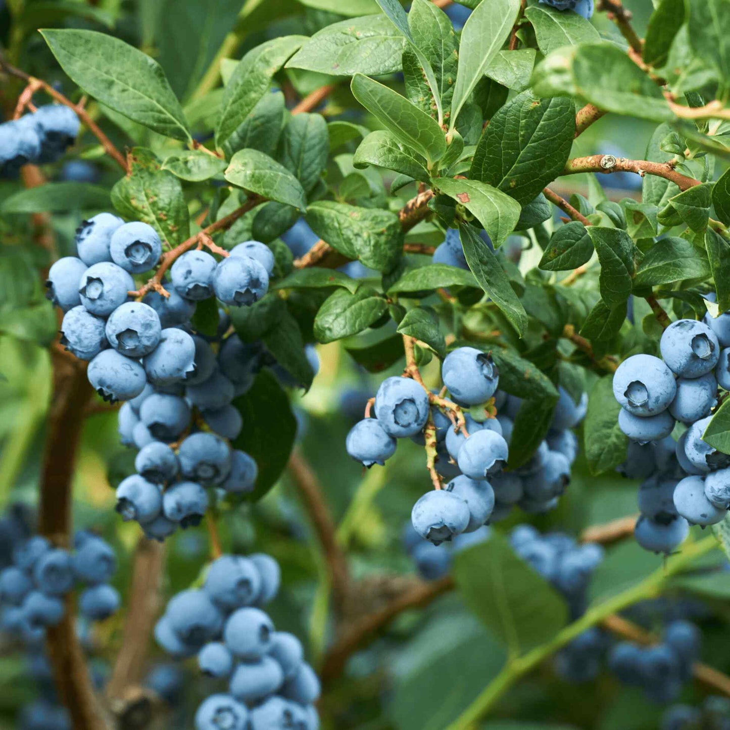 Duke Blueberry