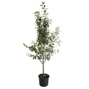 3-in-1 Apple Tree