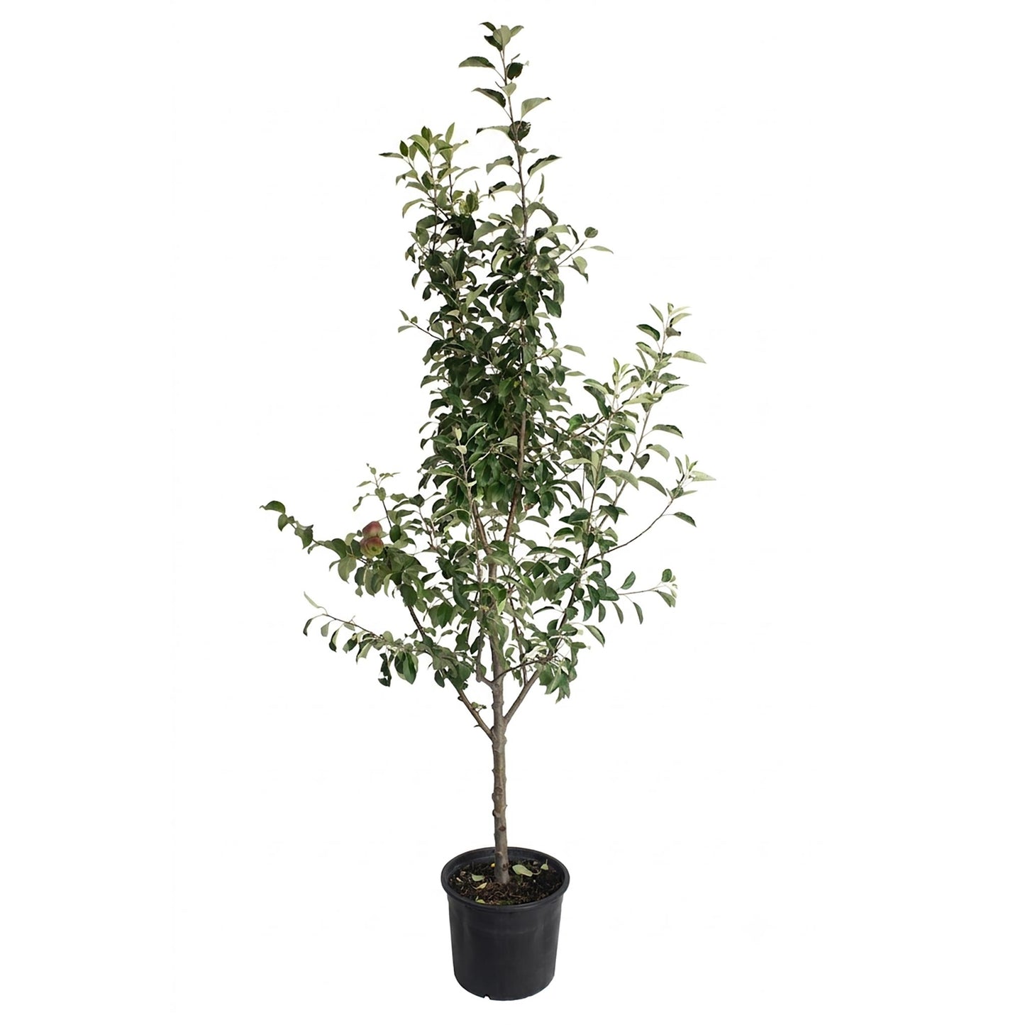 3-in-1 Apple Tree