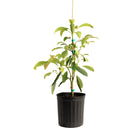 Hass Avocado Tree