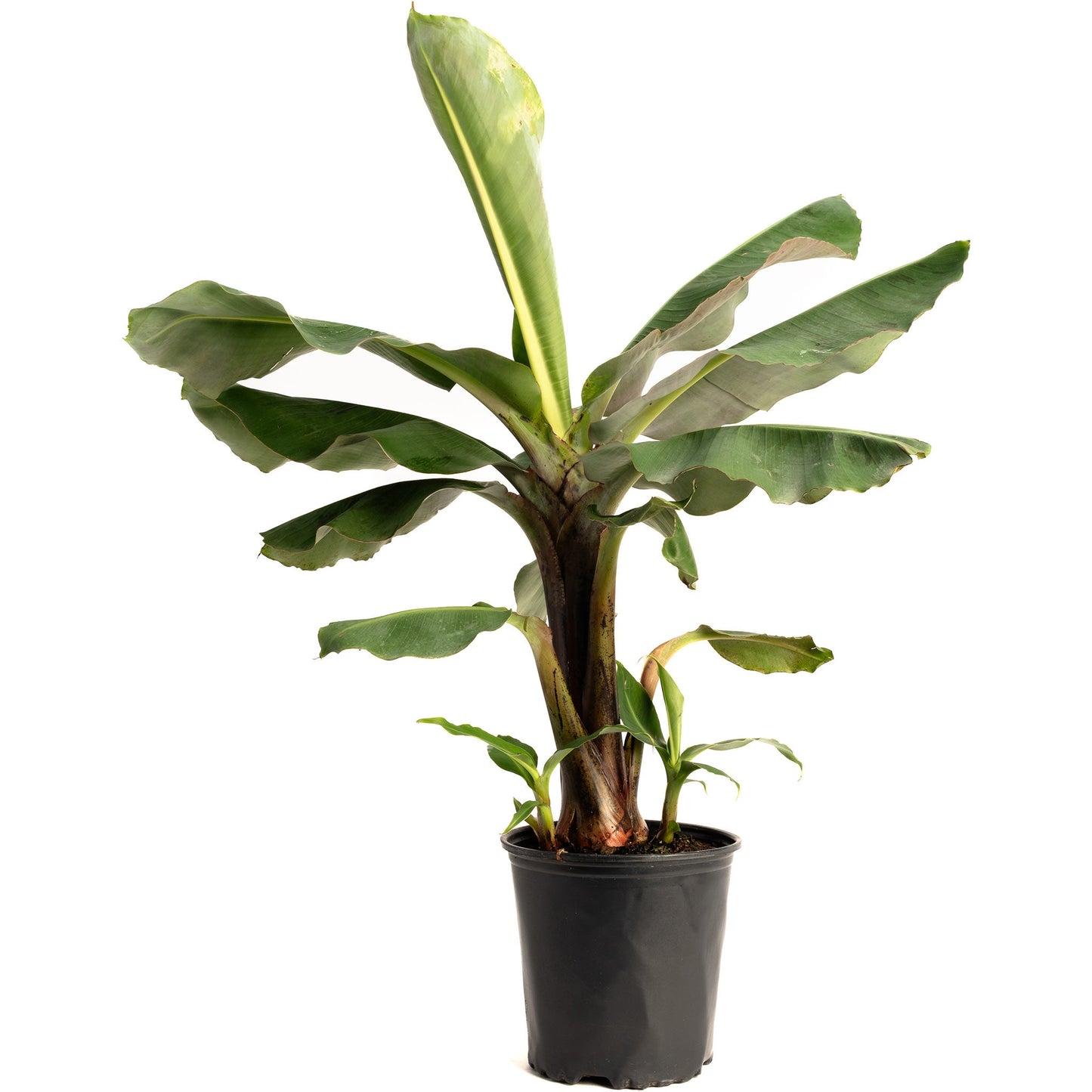 banana pot plant Truly Tiny Banana Tree – Epic Gardening