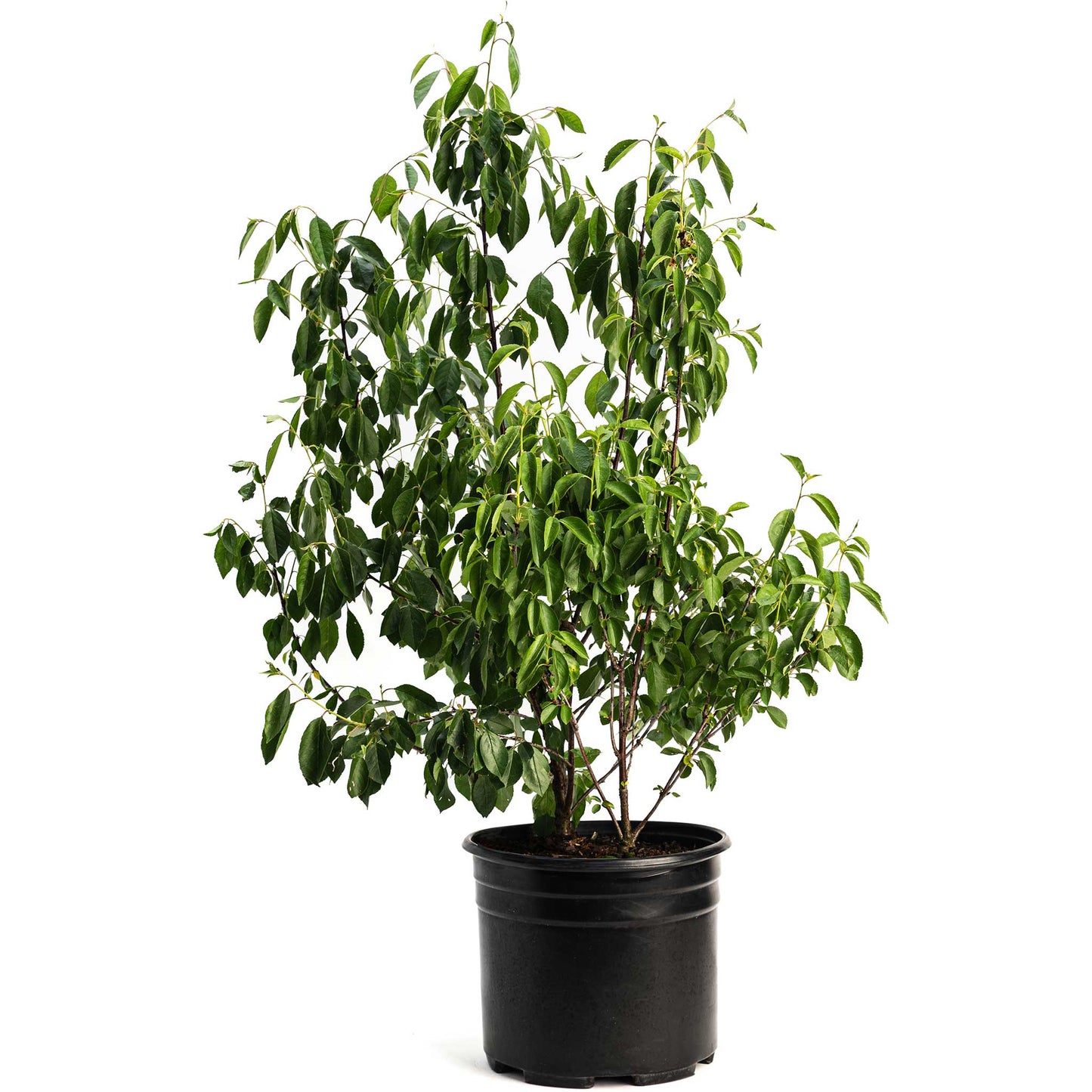 Romeo and Juliet Cherry Trees