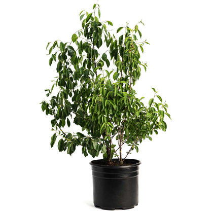 Romeo and Juliet Cherry Trees