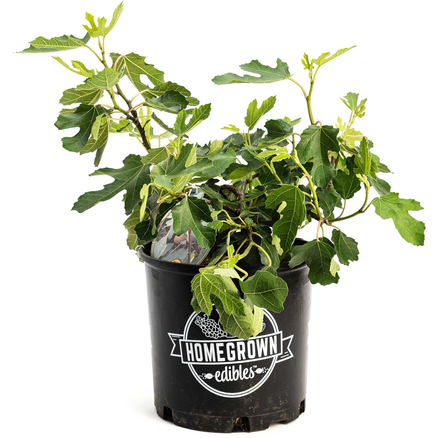 Little Miss Figgy™ Fig Tree