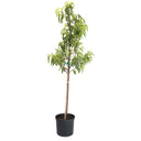 A young, upright Hardired Nectarine Tree sapling with dense green foliage growing in a black plastic nursery pot against a solid white background.