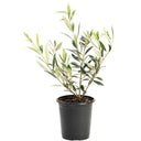 Olive Tree