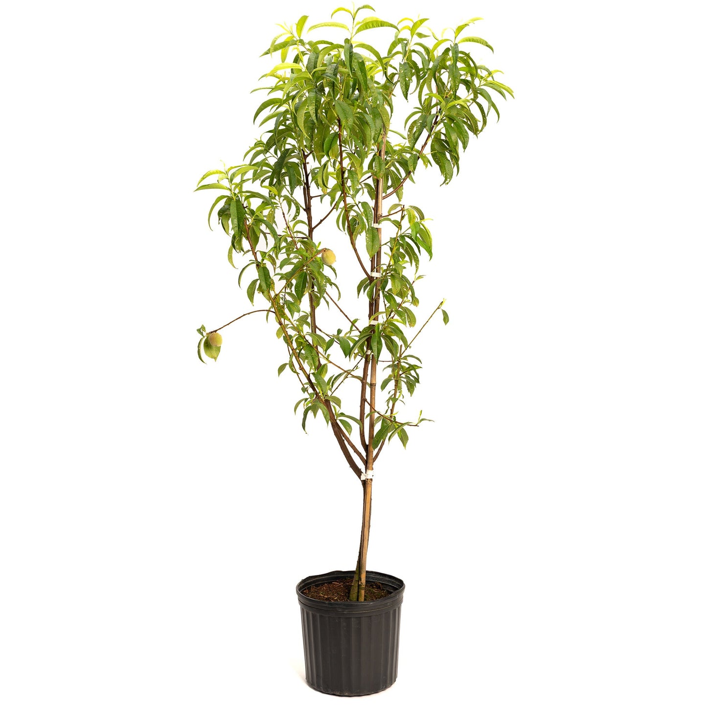 4-in-1 Peach Tree