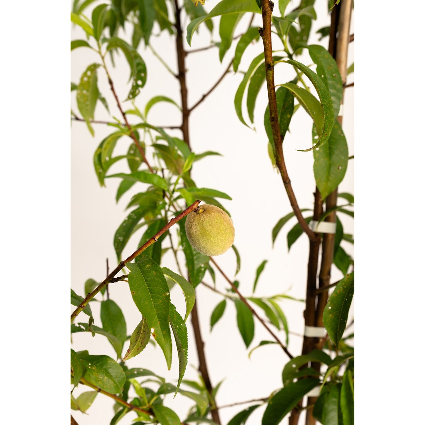 4-in-1 Peach Tree