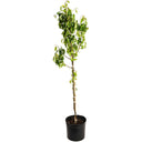 Young D'Anjou Pear tree in a black nursery pot on a white background.