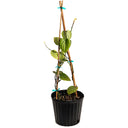 Black Pepper Plant